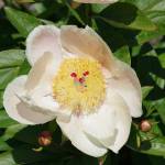 Irrigated peony. Photo by Leslie A Wright