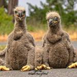 "Bald Eaglets Rescue - Sequim WA" by Keith Ross