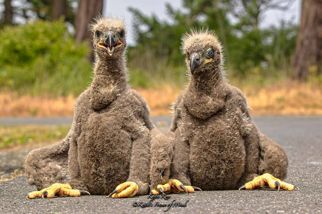 "Bald Eaglets Rescue - Sequim WA" by Keith Ross