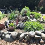 Photo by Susan Kalmar
Check out the herb spiral at the Clallam County Master Gardener Woodcock Demonstration Garden, 2711 Woodcock Road.