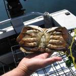 Submitted photo
Dave Croonquist, Bob Keck and Ken Townsend  members of the Puget Sound Anglers-North Olympic Peninsula Chapter, will talk about crabbing in our area waters at the clubs general meeting on Wednesday, June 15, at the Sequim Elks Lodge.