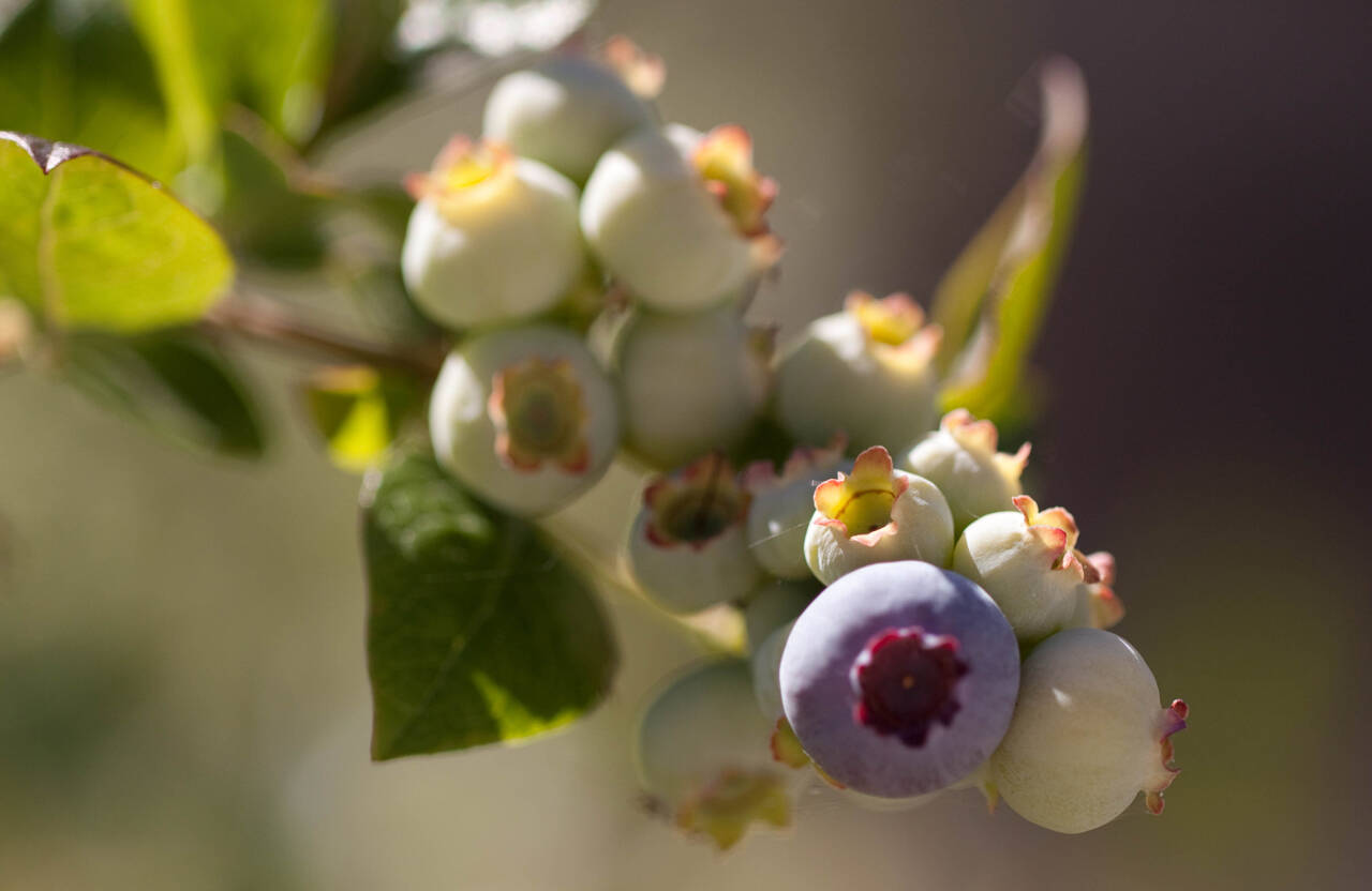 Photo by Sandy Cortez
Elemental sulfur is the more cost-effective acidifying agent for home gardeners to help the soil in growing blueberries. The amount needed depends on the starting pH of the soil, the soil texture and whether you have already planted your blueberries.