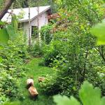 Photo by Karen Teig/Master Gardener Foundation of Clallam County
A Permaculture Garden is the fifth stop on the 2022 Petals & Pathways tour, featuring six Port Angels-area gardens.