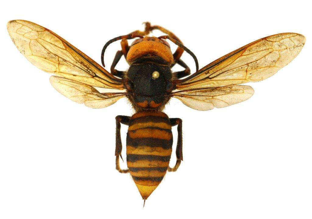 Photo courtesy of Washington State Department of Agriculture
An Asian giant hornet  pictured here pinned for a detailed dorsal view  poses a substantial threat to the local honey bee population, industry, environment and economy.