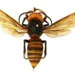 Photo courtesy of Washington State Department of Agriculture
An Asian giant hornet  pictured here pinned for a detailed dorsal view  poses a substantial threat to the local honey bee population, industry, environment and economy.