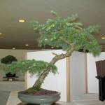 Photo courtesy Ron Quigley
This bonsai is one of many bonsai trees on display on July 2 from the Dungeness Bonsai Society in Pioneer Memorial Parks clubhouse.