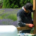Victor Gonzalez, owner of Victors Lavender Farm, attaches a board to go around a propane tank as he prepares for Sequim Lavender Weekend.