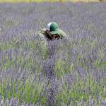 Sequim Gazette photo by Matthew Nash
Kyle Cole of Washington, D.C., clips a lavender bundle at B&B Family Farm with his wife and friends on July 9. They visited last fall and wanted to return when the lavender was more in season. Many farmers say Grosso lavender, a more fragrant variety, is running behind but English lavender, a culinary variety, is available now for U-cut.