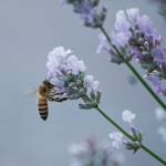 Sequim Gazette photo by Emily Matthiessen
The Possin family has recently installed hives at their property and is hoping that eventually they will have their own lavender honey. Seen here is an unnamed bee busy at her work.