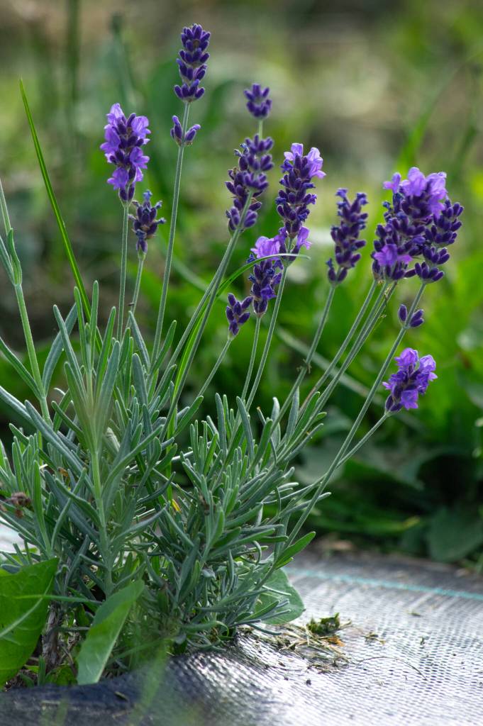 The Possin family is in the process of planting and growing 3,6000 new lavender plants, which should be mature in about two years, to make into oil and sachets and other lavender products for their business Cedarbrook Lavender in Sequim. Sequim Gazette photo by Emily Matthiessen