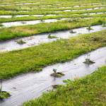 Sequim Gazette photo by Emily Matthiessen / Rivers of plastic weed blocker host tiny lavender plants at the newest Cedarbrook Lavender property, where the Possin family is growing Grosso, Royal Velvet, Hidecote Blue, Folgate and Hidecote Giant varieties of lavender. Tiny now, they are expected to grow into the large plants Sequim is known for.