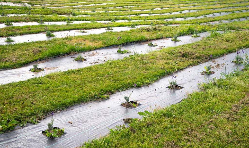 Sequim Gazette photo by Emily Matthiessen / Rivers of plastic weed blocker host tiny lavender plants at the newest Cedarbrook Lavender property, where the Possin family is growing Grosso, Royal Velvet, Hidecote Blue, Folgate and Hidecote Giant varieties of lavender. Tiny now, they are expected to grow into the large plants Sequim is known for.