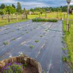 Sequim Gazette photo by Emily Matthiessen / A small section of the 3,600 lavender plants the Possin family has been planting at their property in Sequim. The Possins began their ownership of Cedarbrook Lavender at the beginning of January, when the previous owners, the Stachurskis retired. The business has been in operation since 1967.