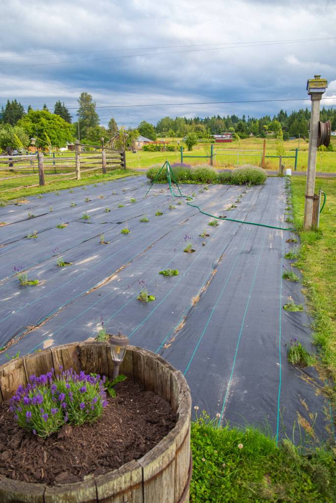 Sequim Gazette photo by Emily Matthiessen / A small section of the 3,600 lavender plants the Possin family has been planting at their property in Sequim. The Possins began their ownership of Cedarbrook Lavender at the beginning of January, when the previous owners, the Stachurskis retired. The business has been in operation since 1967.
