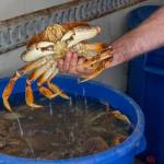 Dungeness Crab from 7 Cedars are brought in live on the morning of the Sequim Valley Lions' 10th annual Crab Feed. Sequim Gazette photo by Emily Matthiessen