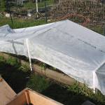 Photo by Bob Cain
Floating row covers can be used to prevent adult flies from laying eggs on susceptible plants such as this lettuce crop.