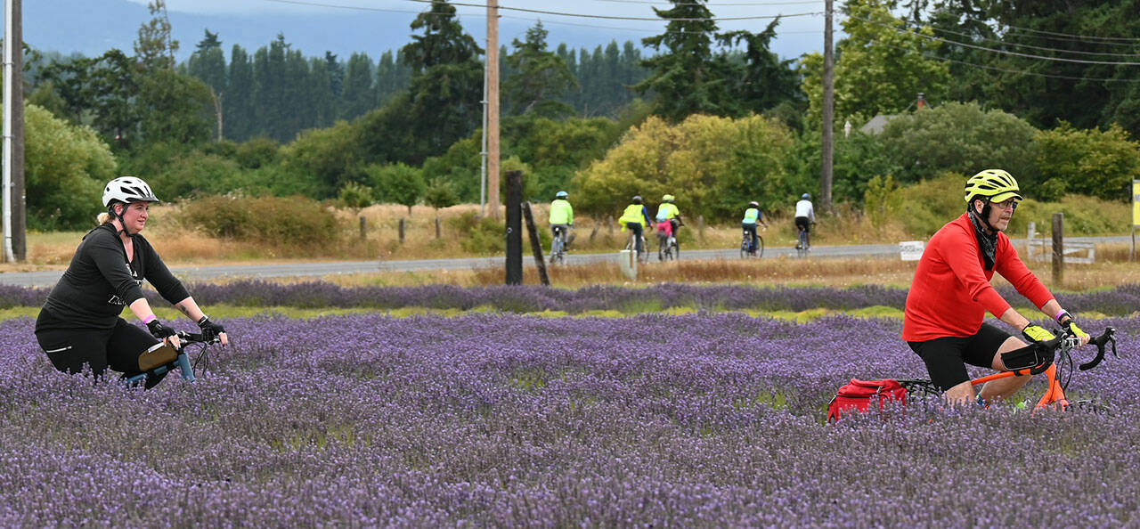 Sequim Gazette file photo by Michael Dashiell / Tour De Lavender riders visit B&B Family Lavender Farm in 2021.