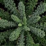 Submitted photo
Kale comes in shades of green, blue-green, pink and purple with both curly- and flat-leafed varieties. The three most commonly grown are curly kale (pictured here), lacinato kale and red Russian kale.