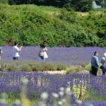 Sequim Gazette file photo by Michael Dashiell
Visitors enjoy the fields at Jardin du Soleil Lavenderduring Sequim Lavender Weekend in 2021.