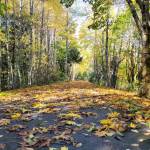 Sequim Gazette photo by Michael Dashiell
Leaves litter the Larry Scott Trail portion of the Olympic Discovery Trail near Port Townsend in October 2021. Clallam County commissioners on July 9 agreed to apply for state funds  $1 million  for the Anderson Lake State Park extension of the Olympic Discovery Trail. The application is part of a plan to complete the Olympic Discovery Trail from Port Townsend through Anderson Lake State Park and then in future phases extend it the full length of the Quimper Peninsula to link to the existing trail at Discovery Bay.