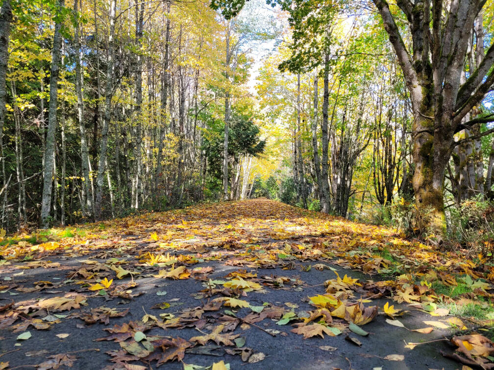 Sequim Gazette photo by Michael Dashiell
Leaves litter the Larry Scott Trail portion of the Olympic Discovery Trail near Port Townsend in October 2021. Clallam County commissioners on July 9 agreed to apply for state funds  $1 million  for the Anderson Lake State Park extension of the Olympic Discovery Trail. The application is part of a plan to complete the Olympic Discovery Trail from Port Townsend through Anderson Lake State Park and then in future phases extend it the full length of the Quimper Peninsula to link to the existing trail at Discovery Bay.