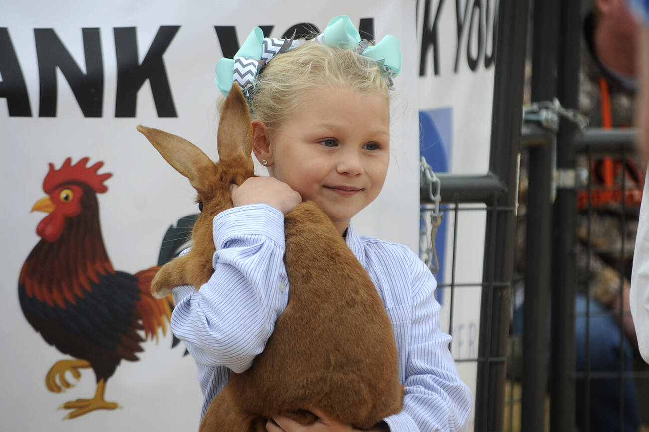 Sequim Gazette file photo by Matthew Nash / Meriah Bisson participates in the Clallam County Junior Livestock Auction for the first time in 2021, selling her rabbit.
