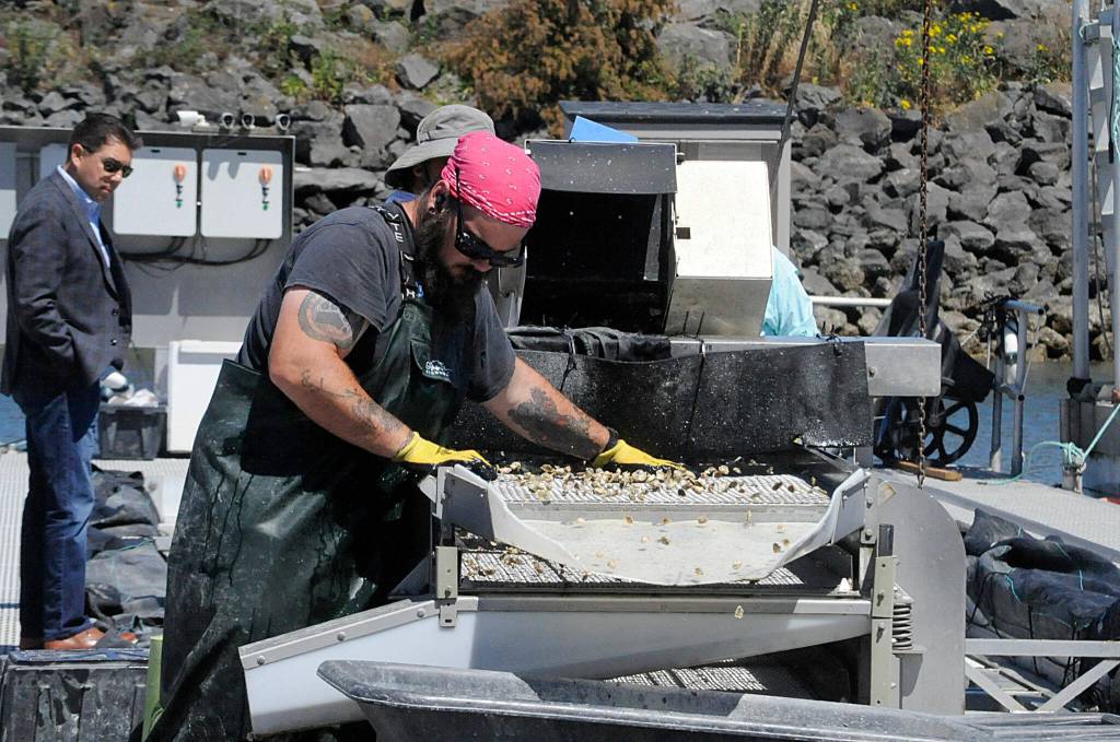 Sequim Gazette photo by Matthew Nash
Bryan Bearden with Jamestown Seafood sorts Pacific oysters as Casey Sixkiller, the U.S. Environmental Protection Agency Region 10 regional administrator, watches at the John Wayne Marina. Jamestown SKlallam Tribes Natural Resources staff said EPA funding helps staff monitor local waters and algae populations so shellfish are safe to eat. The EPA just announced $50 million over five years to help many treaty tribes with salmon and shellfish habitat restoration efforts.
