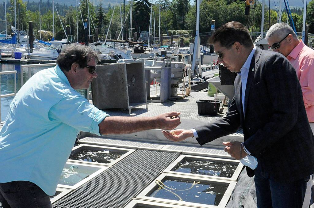Sequim Gazette photo by Matthew Nash
Jim Parsons, CEO of Jamestown Seafood, shows Pacific oysters with Casey Sixkiller, the U.S. Environmental Protection Agency Region 10 regional administrator, at John Wayne Marina. Jamestown SKlallam Tribes Natural Resources staff said EPA funding helps staff monitor local waters and algae populations so shellfish are safe to eat. The EPA just announced $50 million over five years to help many treaty tribes with salmon and shellfish habitat restoration efforts.