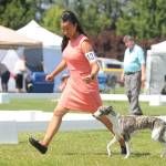 Lila Holberg of Seattle shows Cricket, a whippet, on July 31 at the Hurricane Ridge Kennel Clubs All-Breed Dog Shows, Obedience and Rally Trials, held this past weekend at Carrie Blake Community Park.
