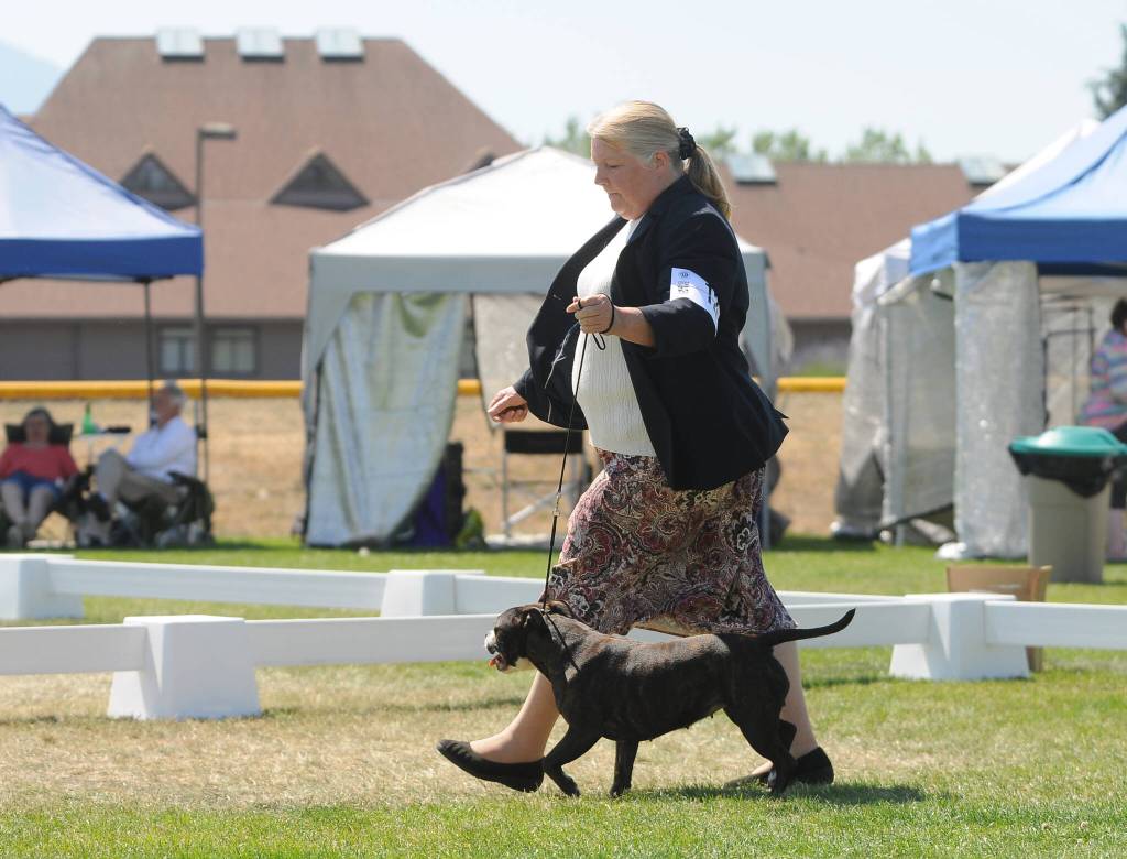 Dana Merrett of Anacortes on July 31 shows Elle, a Staffordshire bull terrier, at the Hurricane Ridge Kennel Clubs All-Breed Dog Shows, Obedience and Rally Trials, held this past weekend at Carrie Blake Community Park.