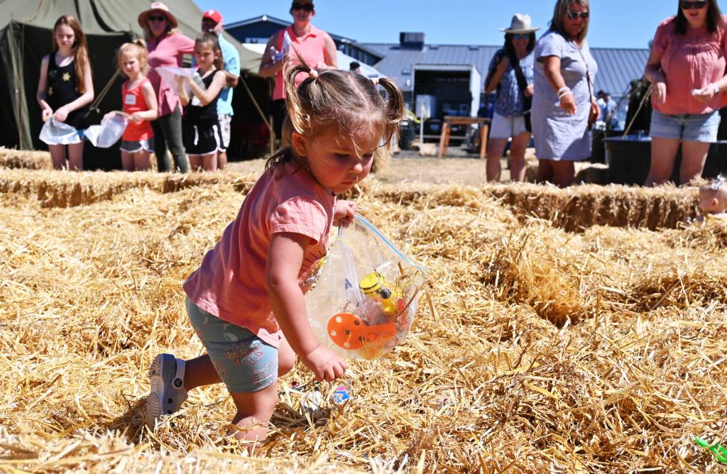 Madison Rhodes, 2, of Bremerton, searches for treasure buried in piles of hay at the 2022 Unity of Effort event held at Security Services Northwest on Aug. 6.