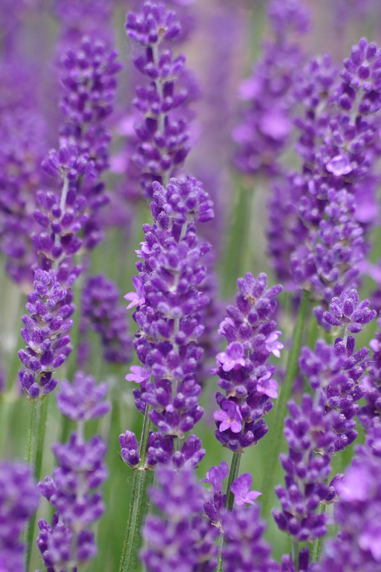Photo by Leslie A. Wright
Learn what to do after your lavender blooms at the Sequim Botanical Garden Societys work-to-learn workshop, Cutting Lavender after Blooming, on Aug. 13. Pictured is Bettys Blue lavender variety.