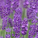 Photo by Leslie A. Wright
Learn what to do after your lavender blooms at the Sequim Botanical Garden Societys work-to-learn workshop, Cutting Lavender after Blooming, on Aug. 13. Pictured is Bettys Blue lavender variety.