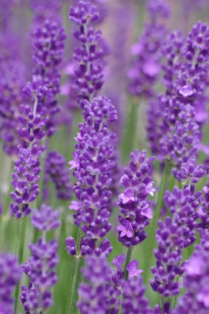Photo by Leslie A. Wright
Learn what to do after your lavender blooms at the Sequim Botanical Garden Societys work-to-learn workshop, Cutting Lavender after Blooming, on Aug. 13. Pictured is Bettys Blue lavender variety.