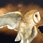 Submitted art / Barn Owl by Jeannine Chappell, a featured artist at the Blue Whole Gallery in September.