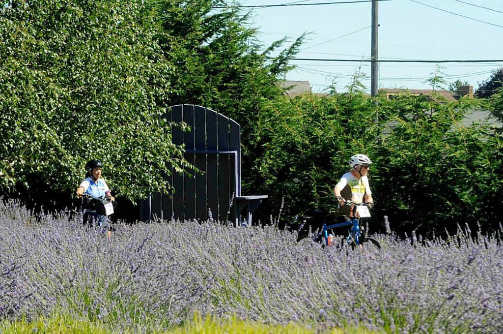 Sequim Gazette photo by Matthew Nash/ Riders make their way through In Bloom Lavender Farms fields to continue their trek with the Tour de Lavender.