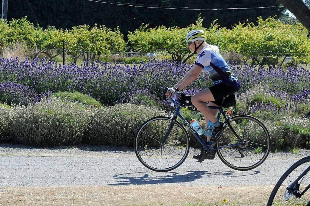 Sequim Gazette photo by Matthew Nash/ Riders with the Tour de Lavender traveled to eight lavender farms on Aug. 6, including Victors Lavender Farm along Old Olympic Highway.
