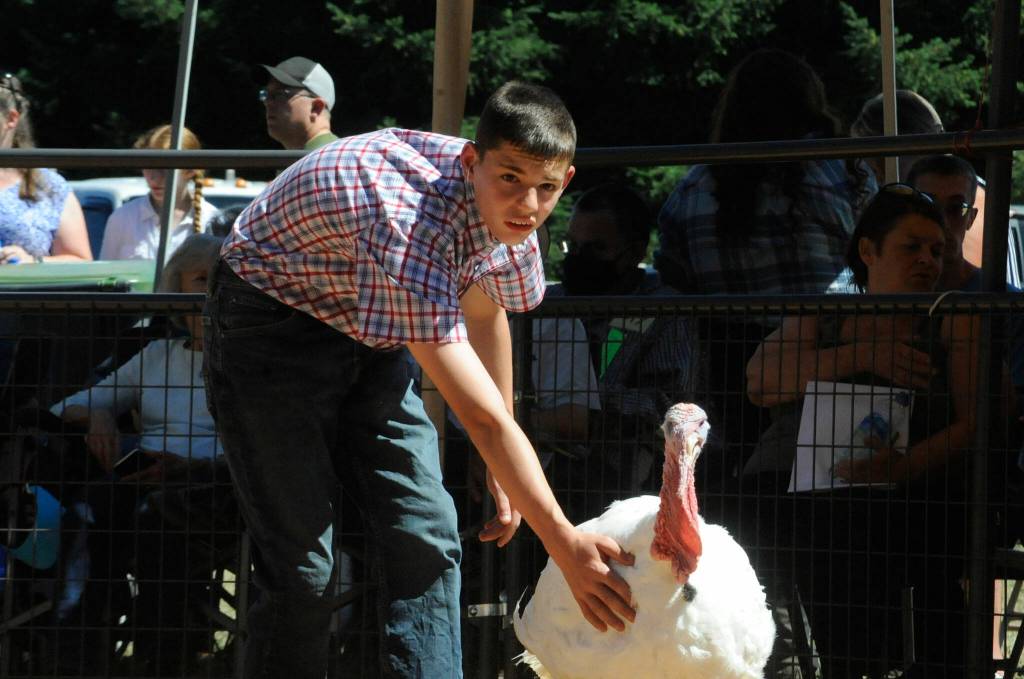 Sequim Gazette photo by Matthew Nash/ Nicholas Bell, 13, of Port Angeles shows his turkey, Seahawk, during the Clallam County Junior Livestock Auction. His turkey earned reserve champion, too.