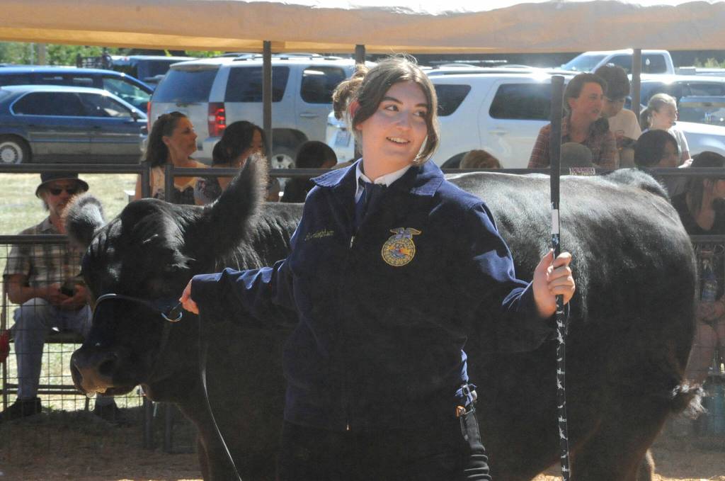 Sequim Gazette photo by Matthew Nash
Jill Adolphsen of Sequim shows her steer during the Clallam County Junior Livestock Auction. This was her eighth year auctioning animals, she told the crowd.