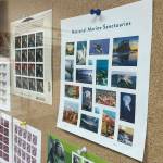 Sequim Gazette photo by Matthew Nash/ A new USPS stamp set, seen here in the Carlsborg Post Office, celebrating 50 years of the National Marine Sanctuary system includes Crying Lady Rock on Second Beach just outside La Push in Clallam County. Its available nationwide and online.