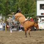 Sequim Gazette file Photo by Matthew Nash
Cooper Wicks nearly makes the 8-second mark while bareback riding on Aug. 18 at the Clallam County Fairs Rodeo in 2019.