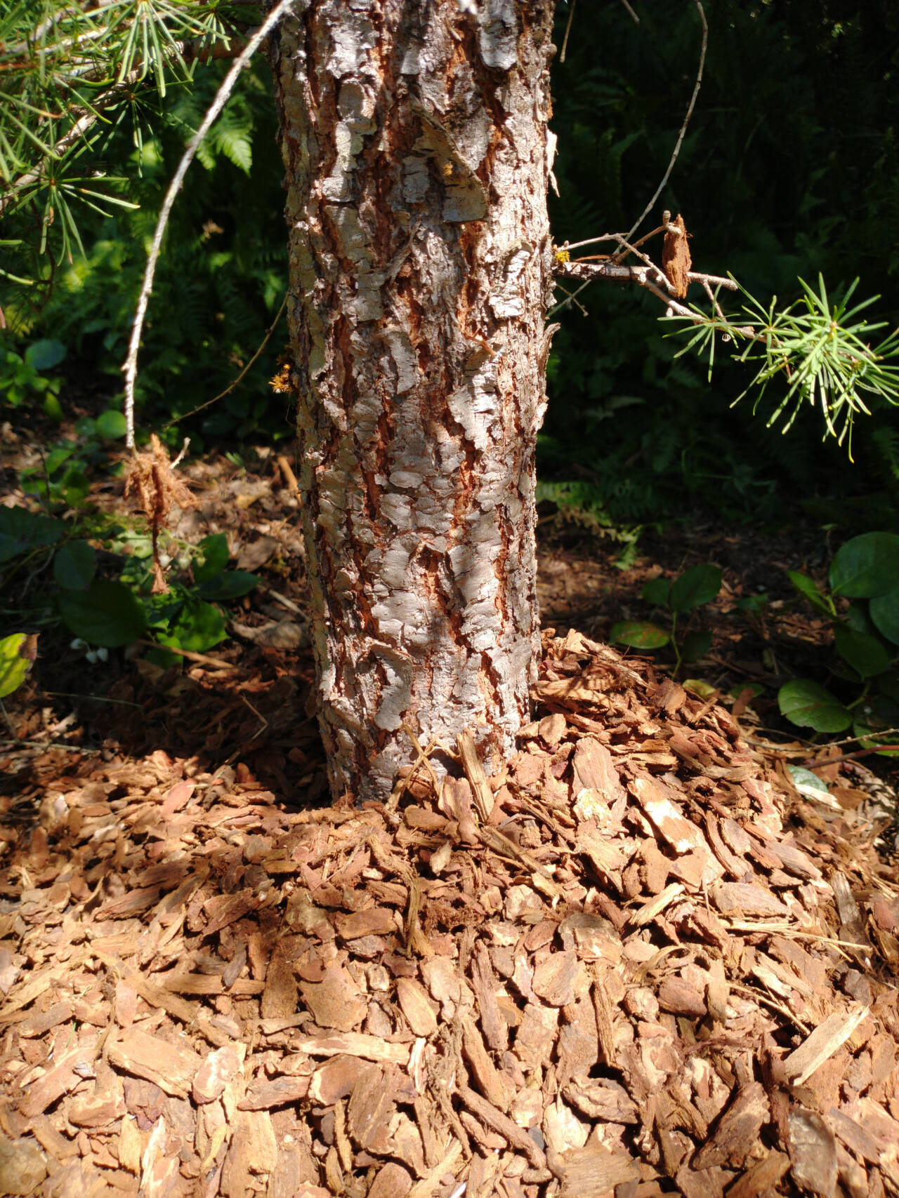 Photo by Jeanette Stehr-Green
Avoid volcano mulching around trees and woody shrubs as shown in this photo. Pull mulch 3-6 inches away from the base of the plant.