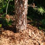 Photo by Jeanette Stehr-Green
Avoid volcano mulching around trees and woody shrubs as shown in this photo. Pull mulch 3-6 inches away from the base of the plant.