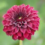 Photo by Leslie A. Wright / Learn all about where to cut dahlia blooms on the stem and how to take and keep seeds at the Sequim Botanical Garden Societys Work to Learn Party on Aug. 27.