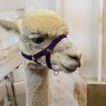 Sequim Gazette photo by Michael Dashiell