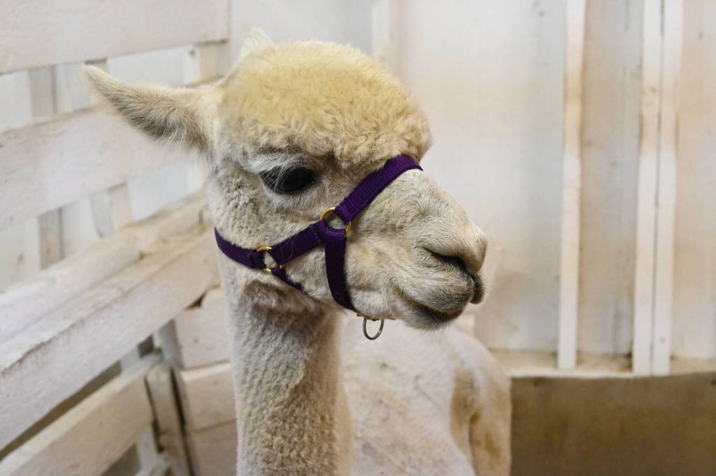 Sequim Gazette photo by Michael Dashiell