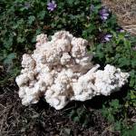 Photo courtesy of Kathy Schreiner/Clallam County Gem & Mineral Association
Thats not cauliflower; its cauliflower calcite. View interesting creations such as this and much more at the Clallam County Gem & Mineral Associations Rock, Gem & Jewelry Show, held Sept. 10-11 in Port Angeles.