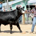 Cole Anderson, 14, of Port Angeles, a member of the East Clallam Livestock 4H Club, shows off his Angus-cross steer, Oreo, in the Clallam County Fair auction ring. The 1,200-pound steer fetched $10.50 per pound at the sale. (Keith Thorpe/Peninsula Daily News)