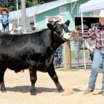 Photo by Keith Thorpe/Olympic Peninsula News Group
Cole Anderson, 14, of Port Angeles, a member of the East Clallam Livestock 4H Club, shows off his Angus-cross steer, Oreo, in the Clallam County Fair auction ring. The 1,200-pound steer fetched $10.50 per pound at the sale.