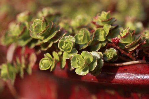 Photo by Sandy Cortez
Some succulents need to come indoors as soon as the weather turns chilly, and all need well-draining soil where they are planted.